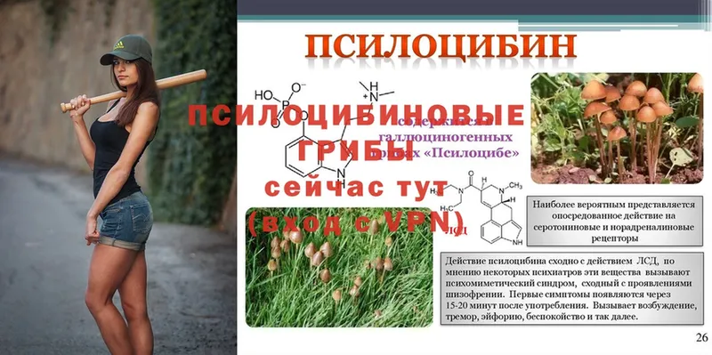 Псилоцибиновые грибы GOLDEN TEACHER  Арск 